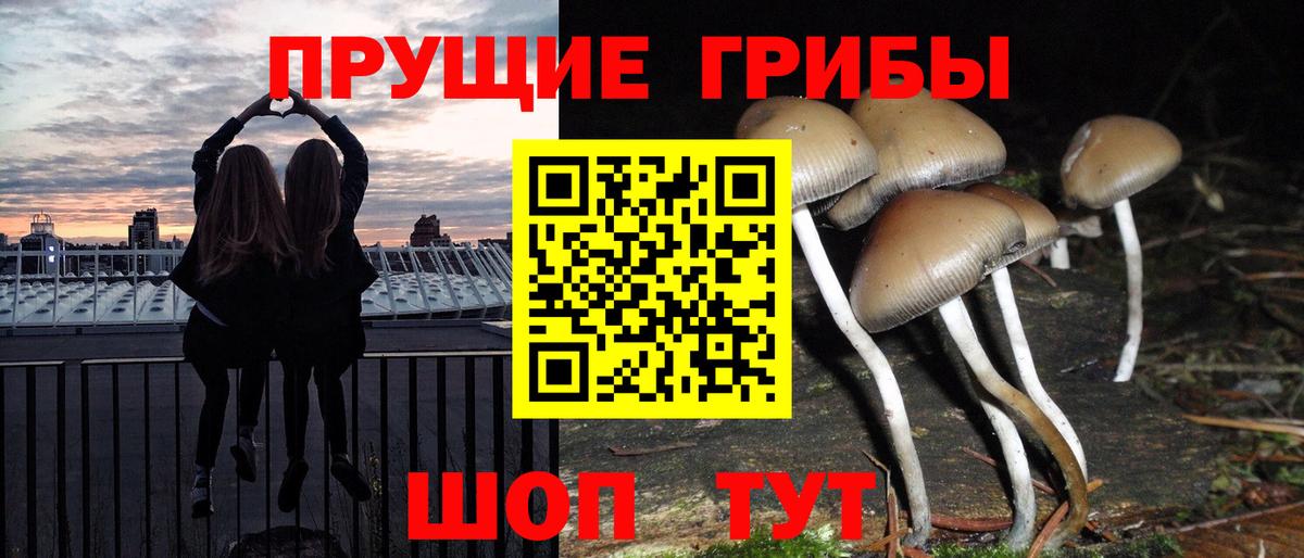 Псилоцибиновые грибы Psilocybe  Вход с VPN  как найти наркотики  Шебекино 